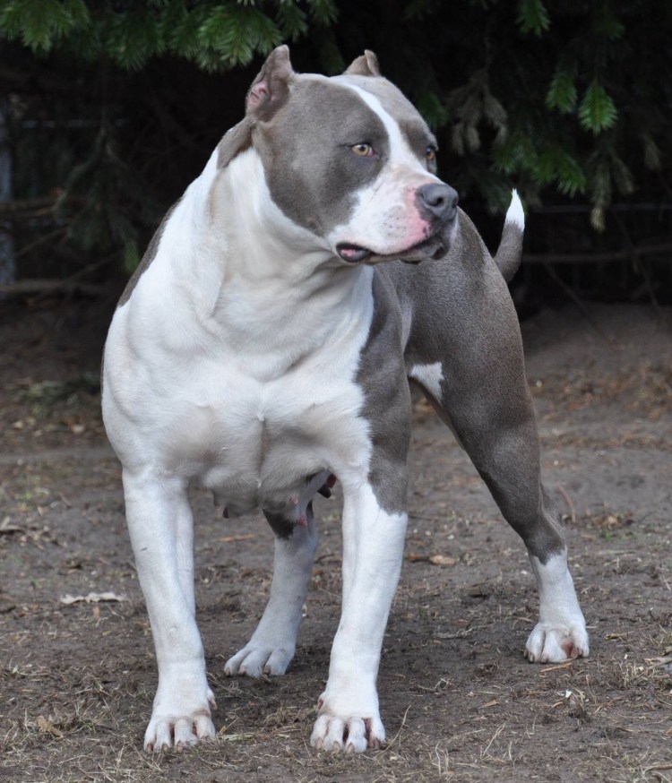 Питбуль и Стаффорд смесь