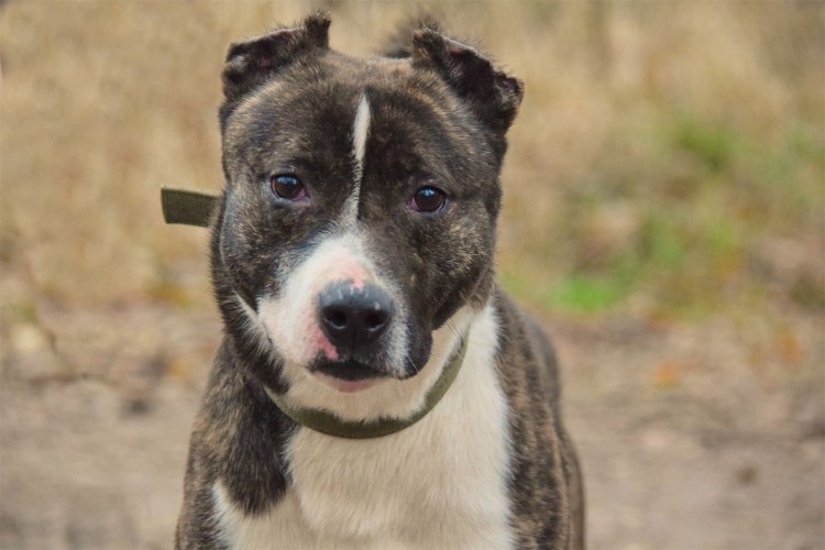 Метис питбуля и стаффа