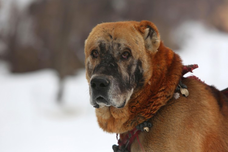 Среднеазиатская овчарка палевого окраса