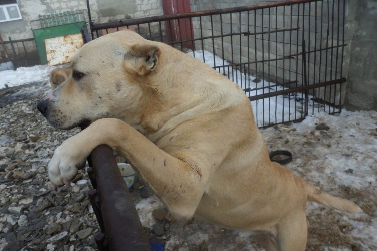 Питбуль метис алабая