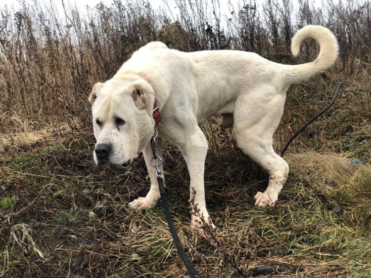 Метис шарпей и Стаффорд