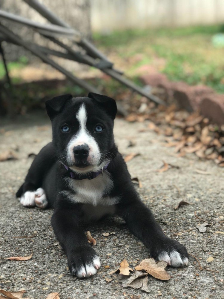 Питбуль метис дворняги