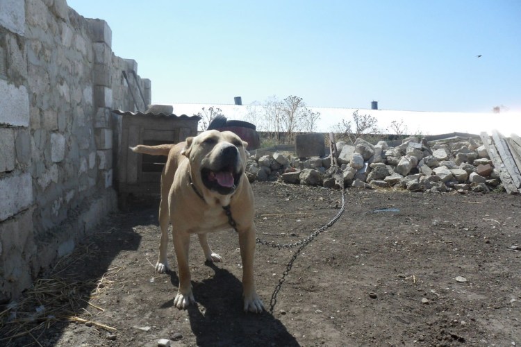 Питбуль и алабай помесь