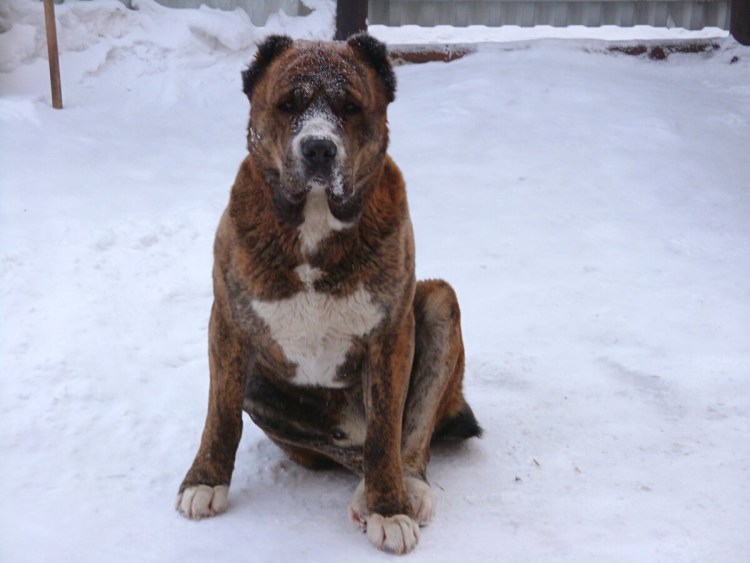 Метис питбуля и алабая