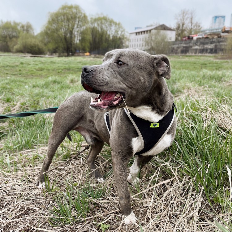 Метис алабая и стаффорда