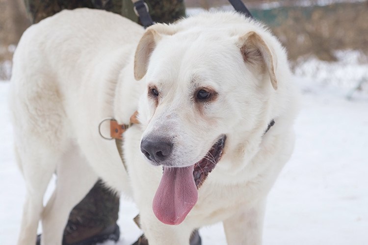 Помесь алабая с кавказской