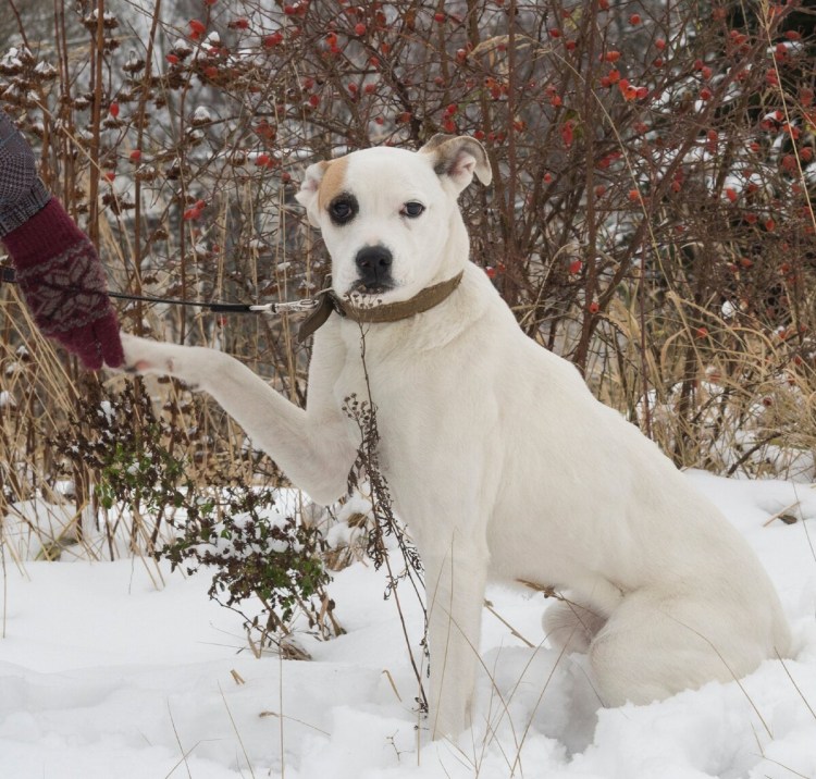 Амстафф метис