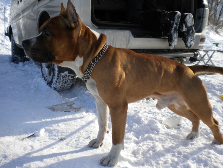 Метис стаффа и алабая