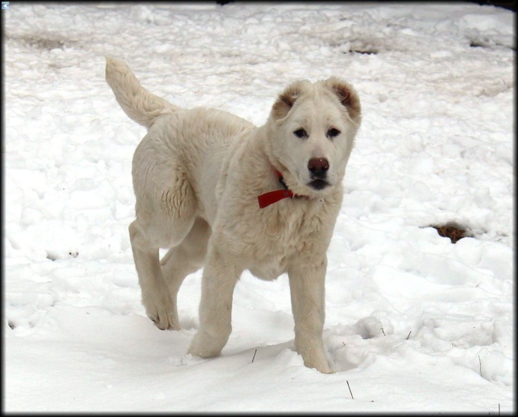 Питбуль и такса помесь