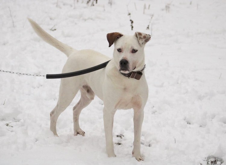 Метис питбуля и алабая