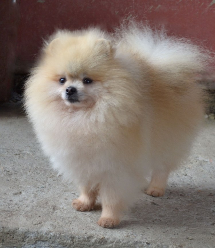 Померанский цвергшпиц