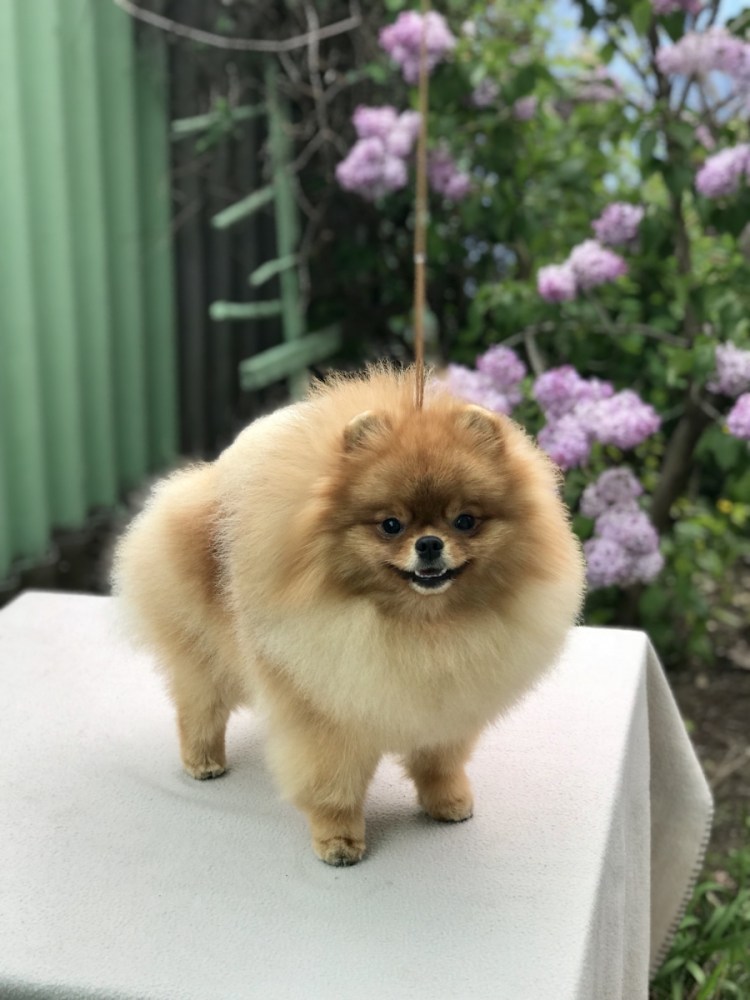 Цвергшпиц и померанский шпиц