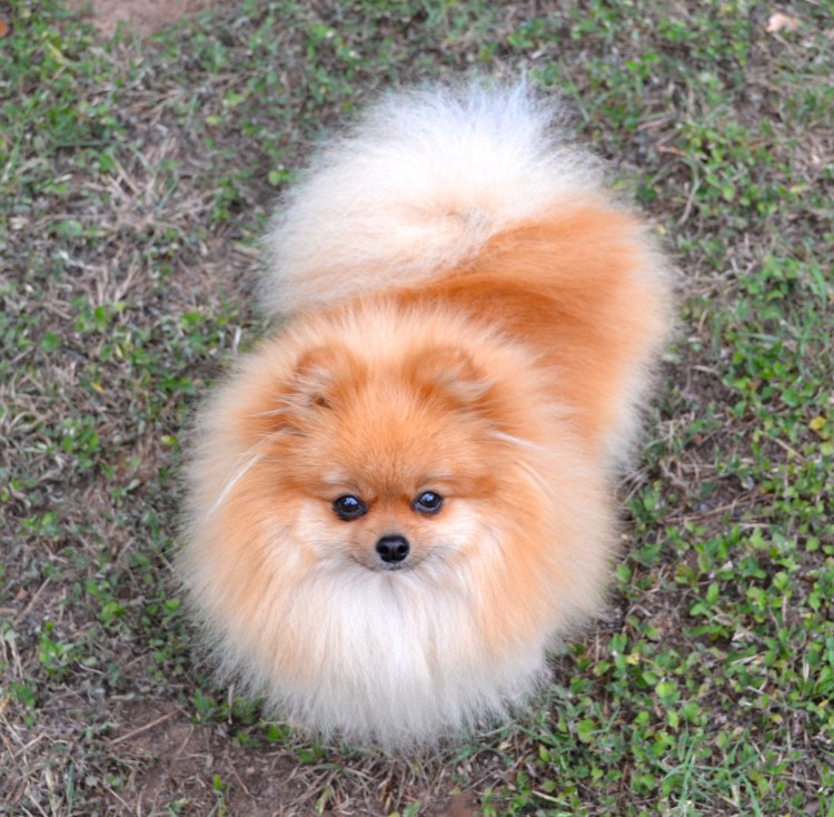 Цвергшпиц и померанский шпиц отличия