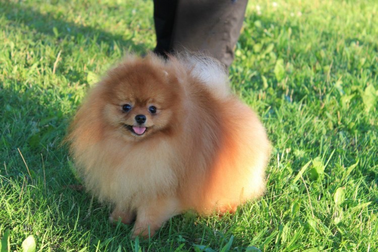 Померанский шпиц