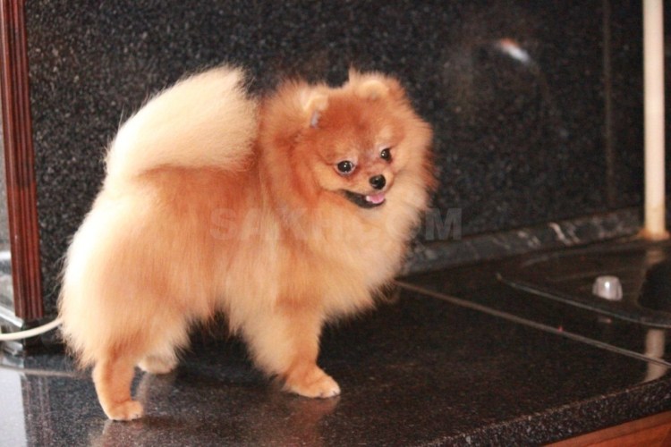 Померанский шпиц