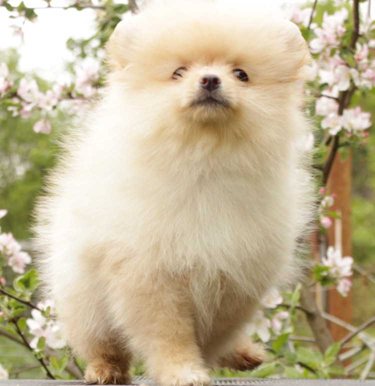 Шпиц оранж Соболь