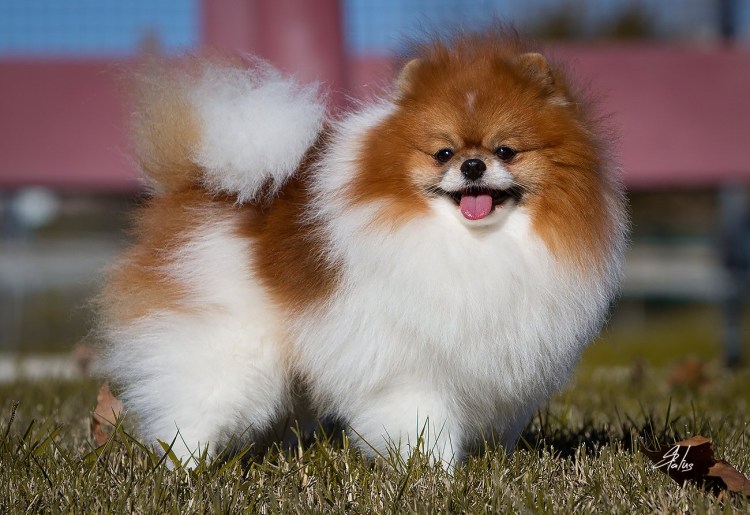 Питомник померанских шпицев Камская Жемчужина Корнилова Анна