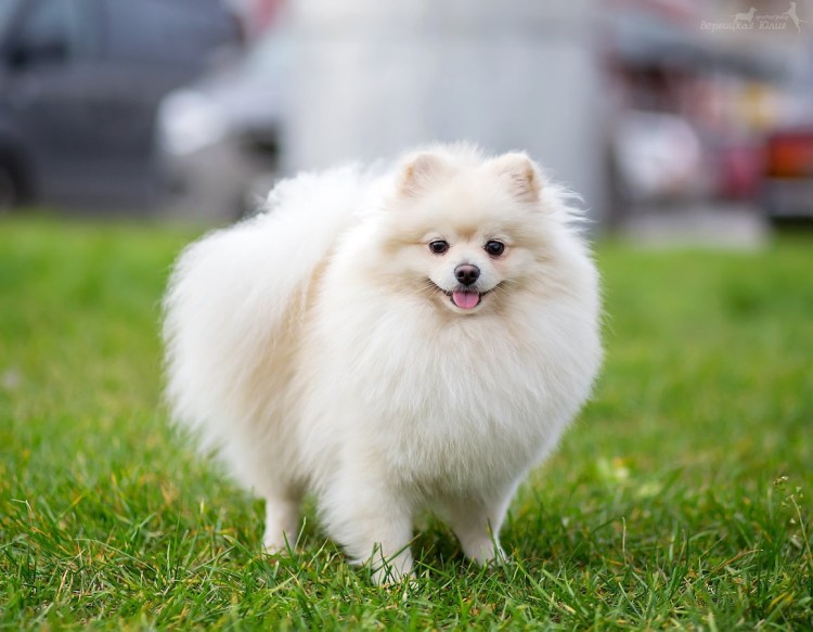 Померанский шпиц кремовый