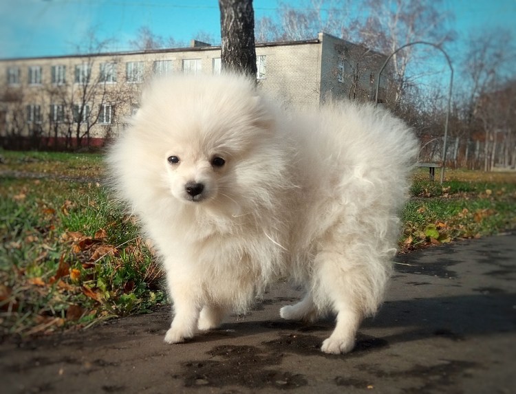 Немецкий шпиц малый цвергшпиц