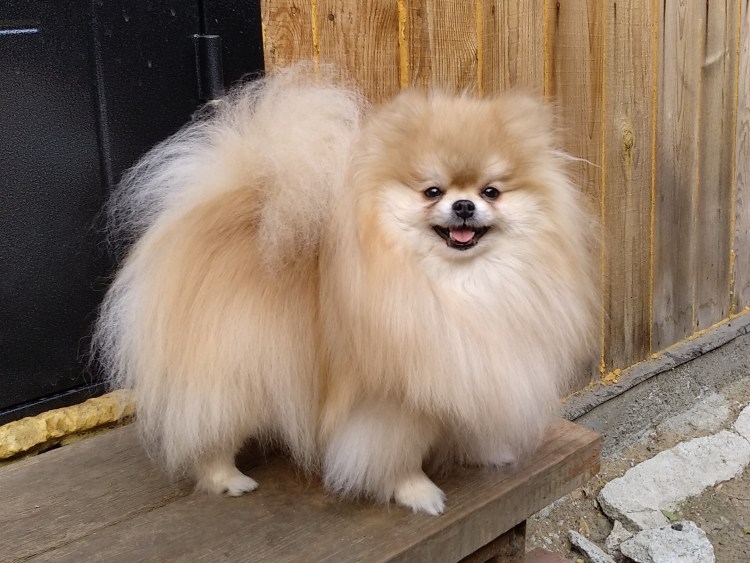 Цвергшпиц и померанский шпиц