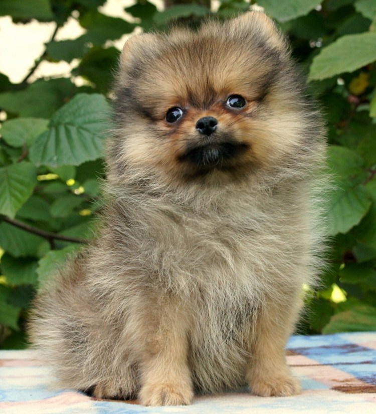 Цвергшпиц и померанский шпиц