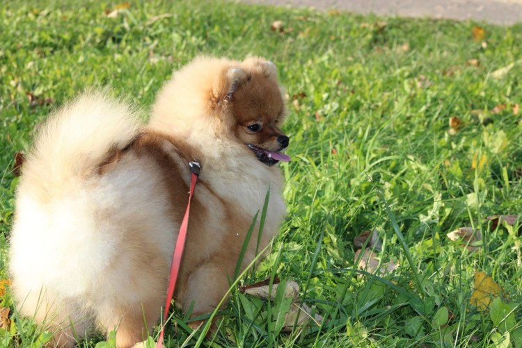 Немецкий шпиц 1.5 года