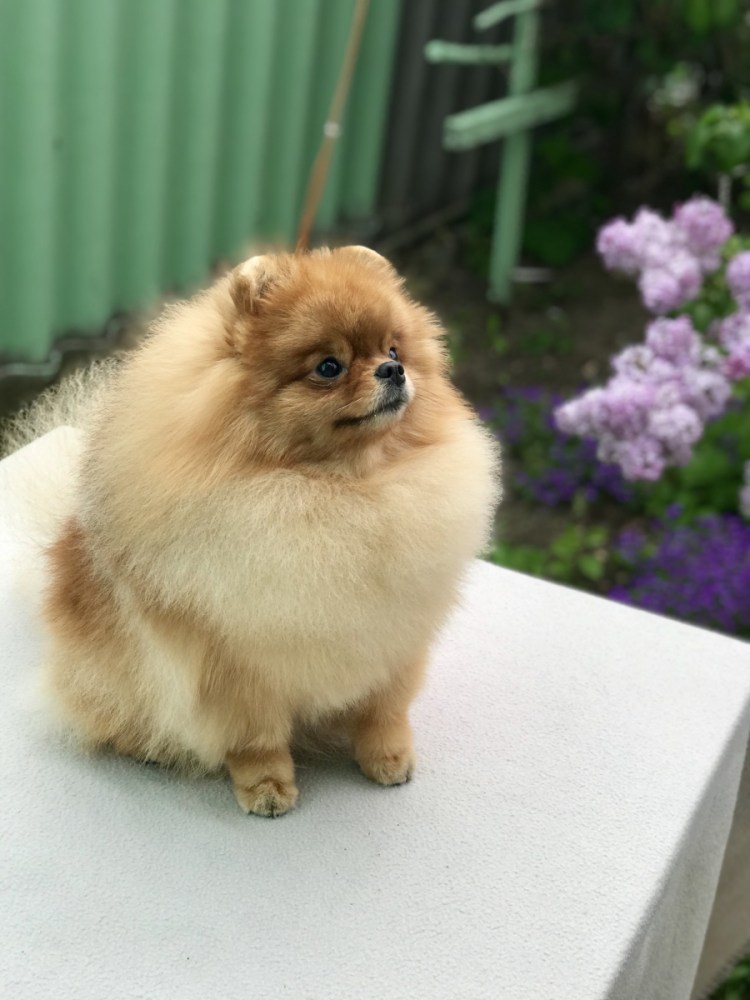 Немецкий цвергшпиц