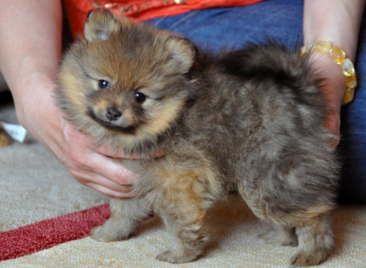 Померанский цвергшпиц