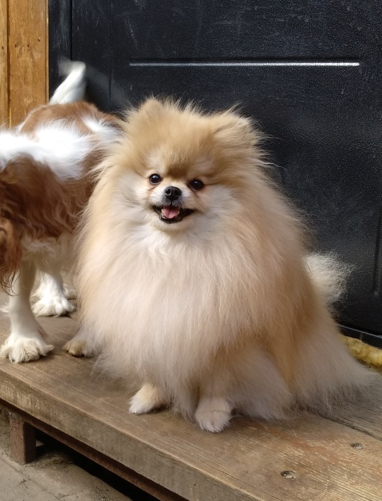 Цвергшпиц и померанский шпиц