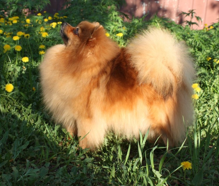 Немецкий карликовый шпиц