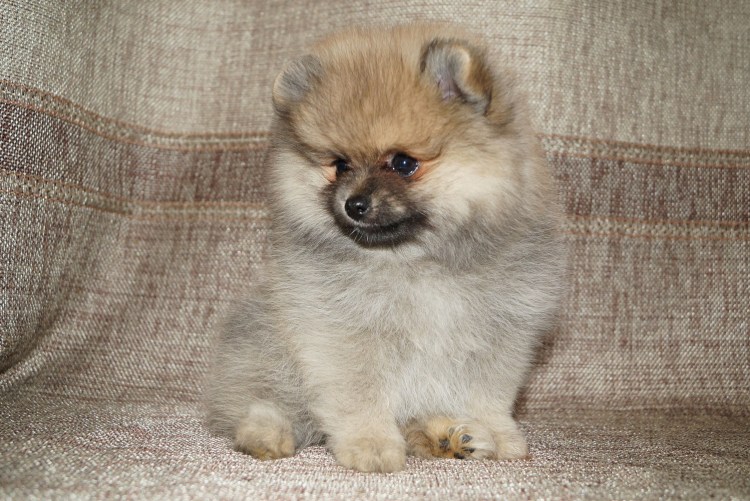 Немецкий шпиц цвергшпиц