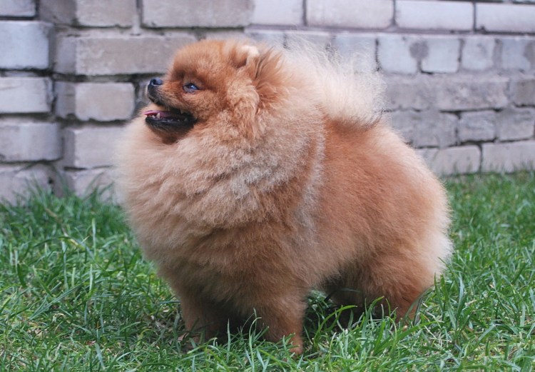 Померанский шпиц стандарт