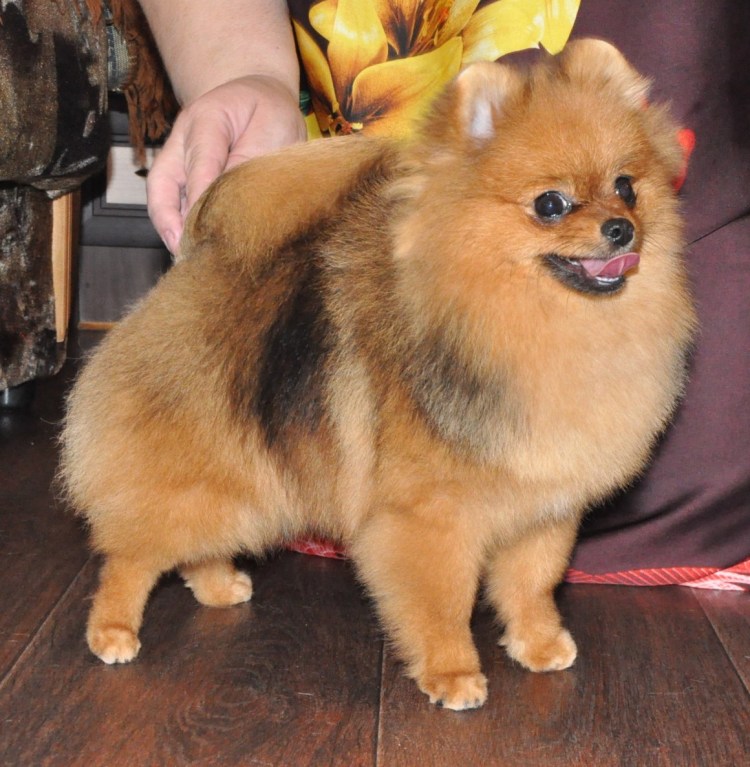 Померанский цвергшпиц