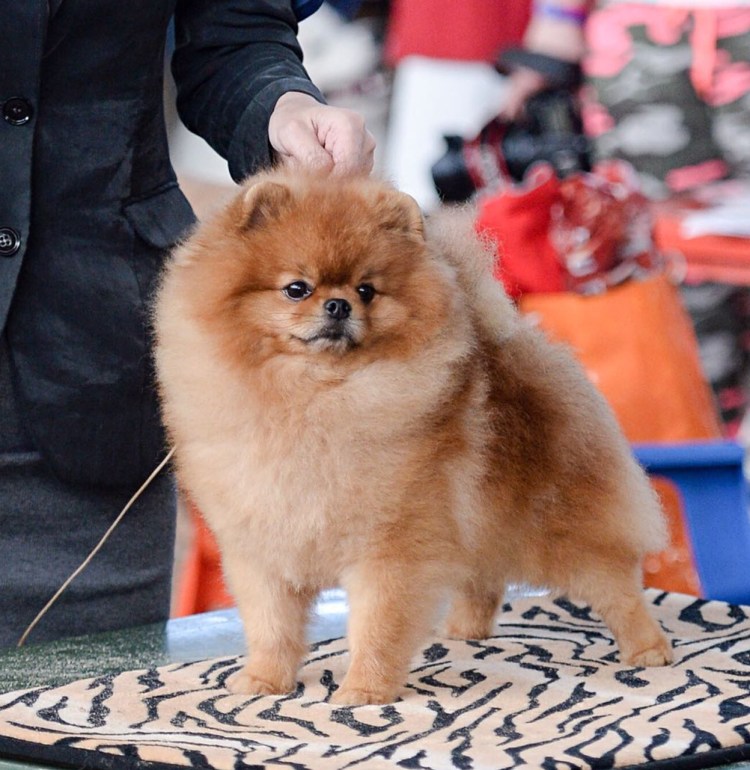 Немецкий шпиц цвергшпиц