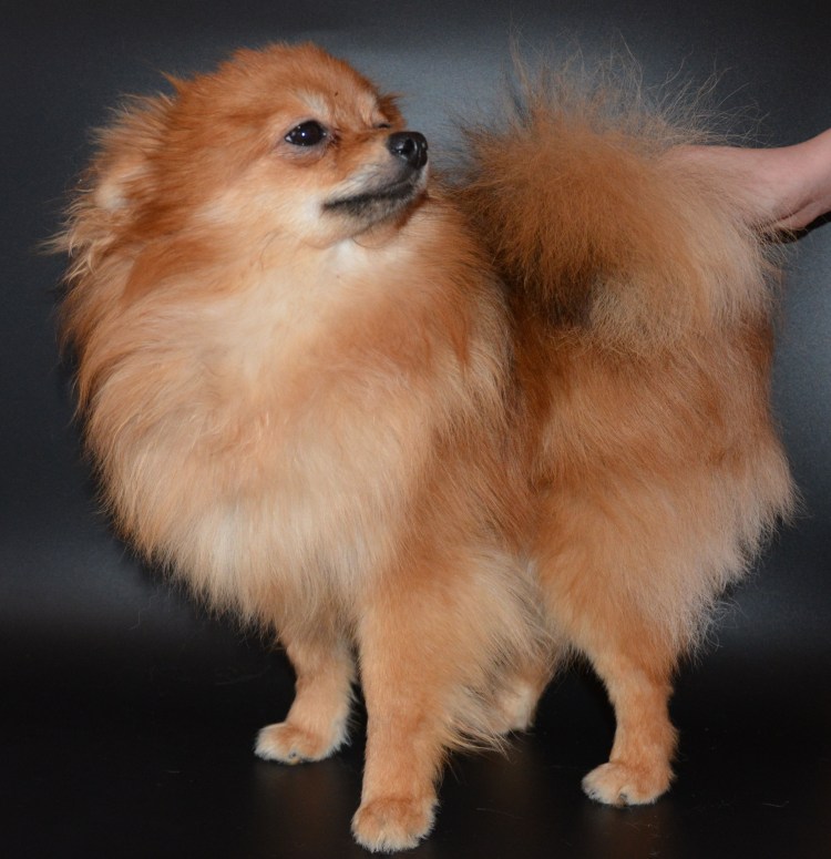 Цвергшпиц и померанский шпиц