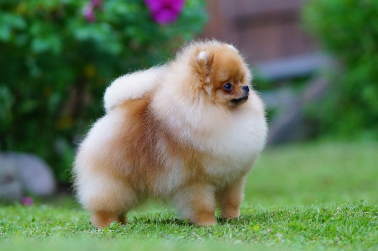 Цвергшпиц и померанский шпиц