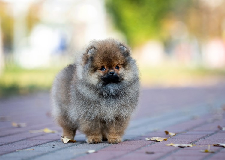 Шпиц цвергшпиц