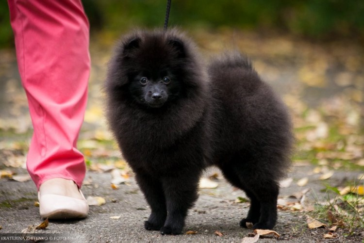 Ионова Галина шпиц