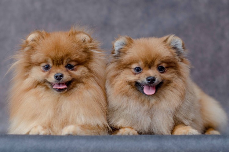 Порода собак шпиц