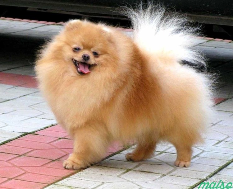 Немецкий цвергшпиц немецкий малый шпиц