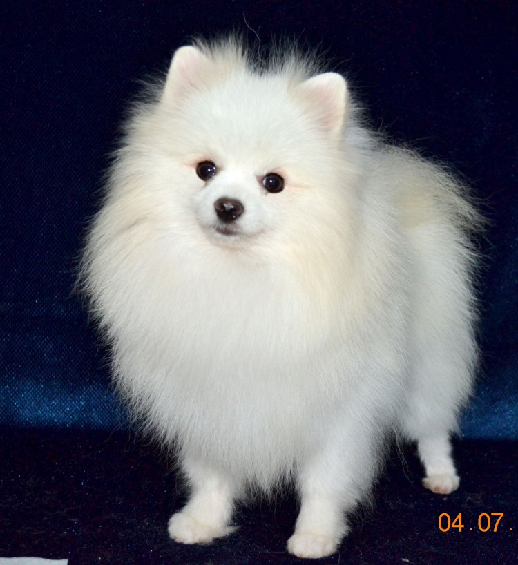 Цвергшпиц и померанский шпиц