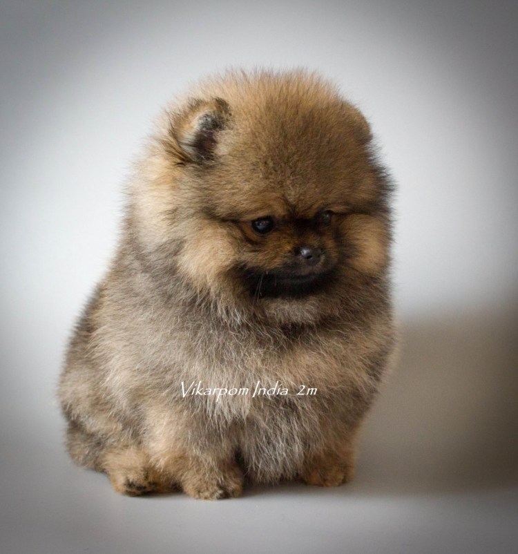 Кремовые Шпицы мальчики