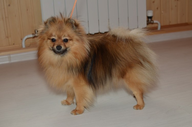 Померанский шпиц окрас оранж