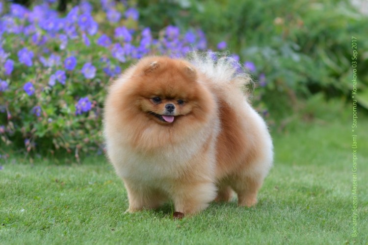 Померанский цвергшпиц