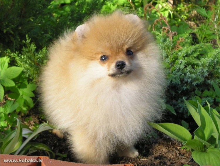 Черный шпиц немецкий цвергшпиц