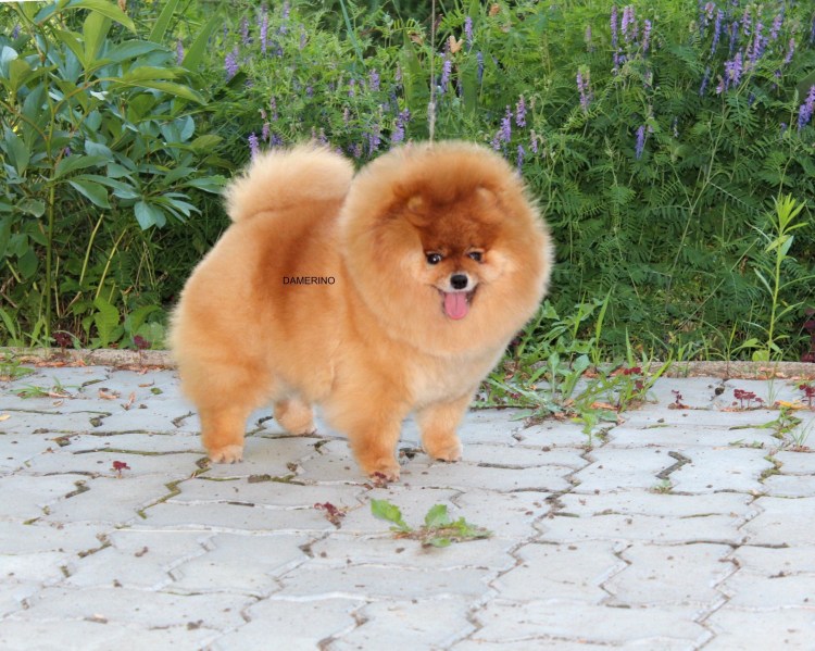 Померанский цвергшпиц