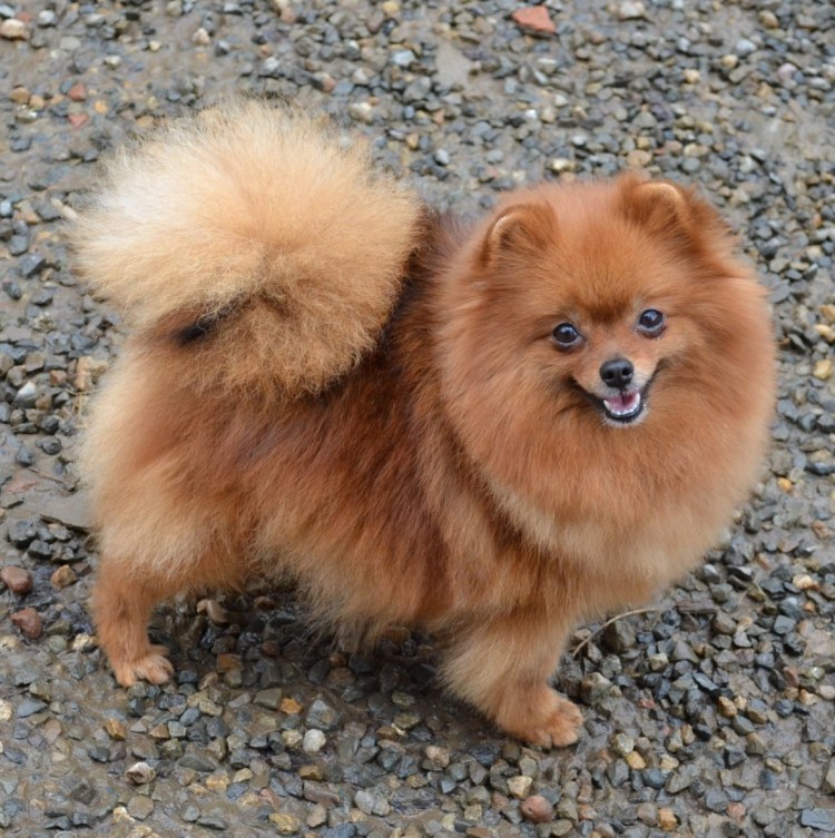 Карликовый цверг шпиц