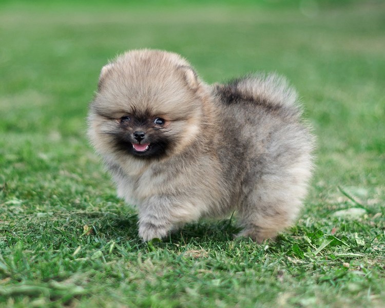 Немецкий шпиц мраморный