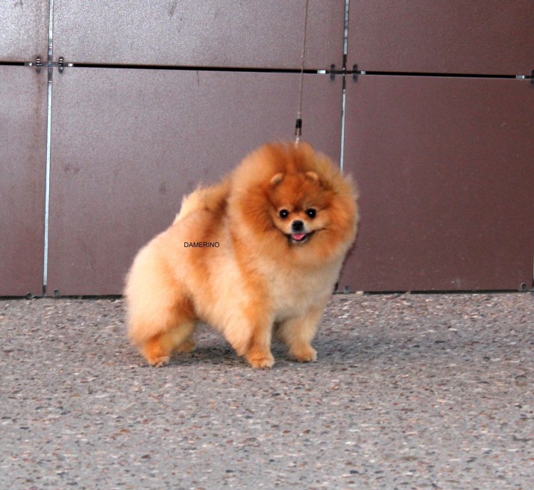 Посмотреть сколько стоят щенки