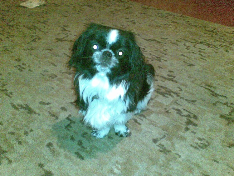 Порода звоночек